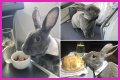Bunny in a bow tie lives the high life flying business class with owner and being served nuts by stewardesses